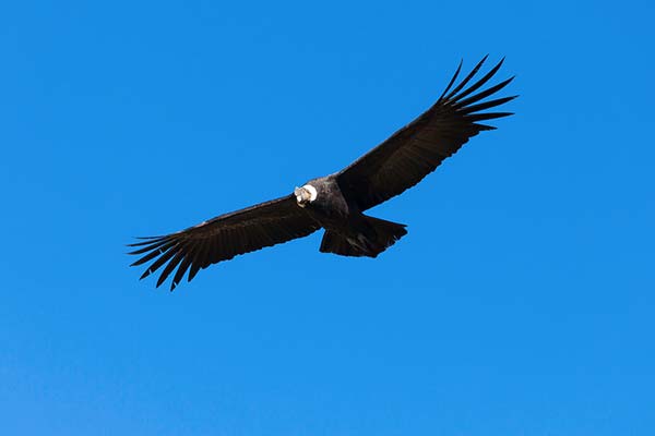 Majestic condors of the Andes and wonders of the Incas
